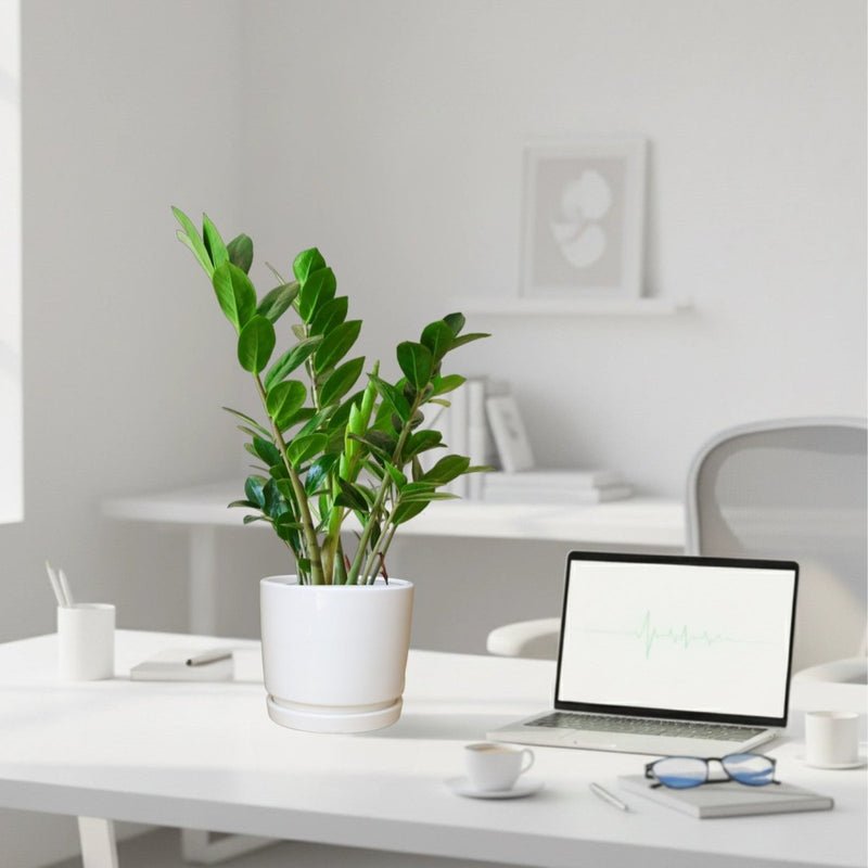 Zamioculcas Zamiifolia, Zanzibar Gem or ZZ Plant in Ceramic Pot - Image 3