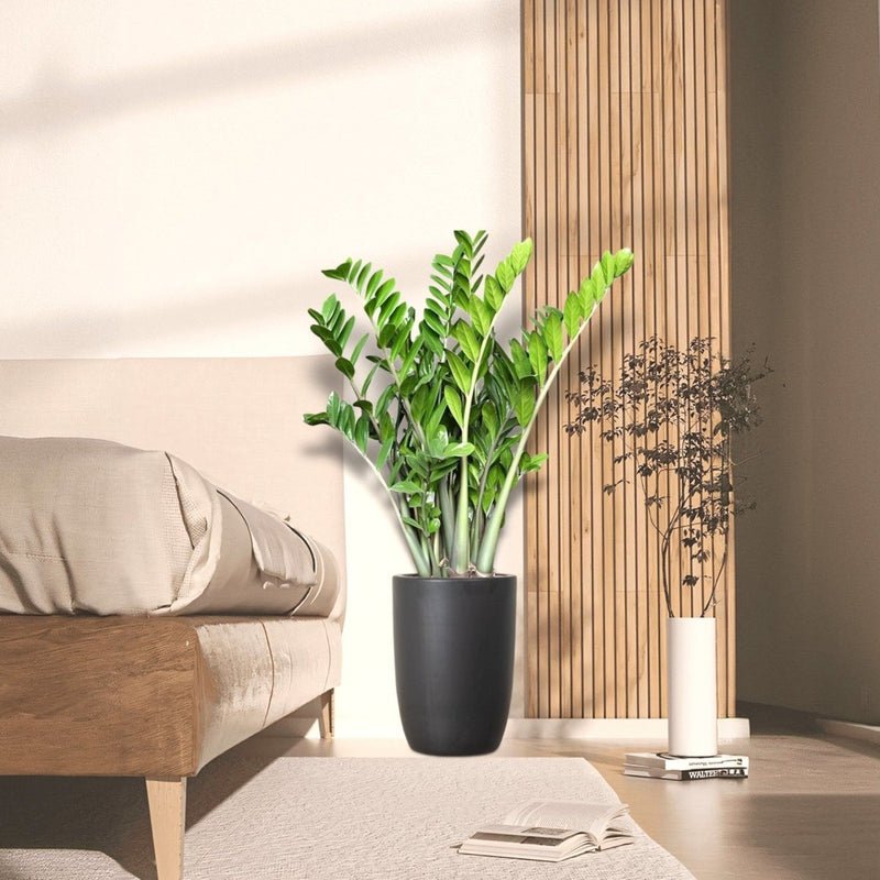 Zamioculcas Zamiifolia, Zanzibar Gem or ZZ Plant in Ceramic Pot - Image 2