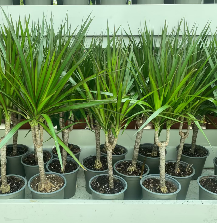 40-50cm Dracaena Marginata: Tropical Elegance - Image 3