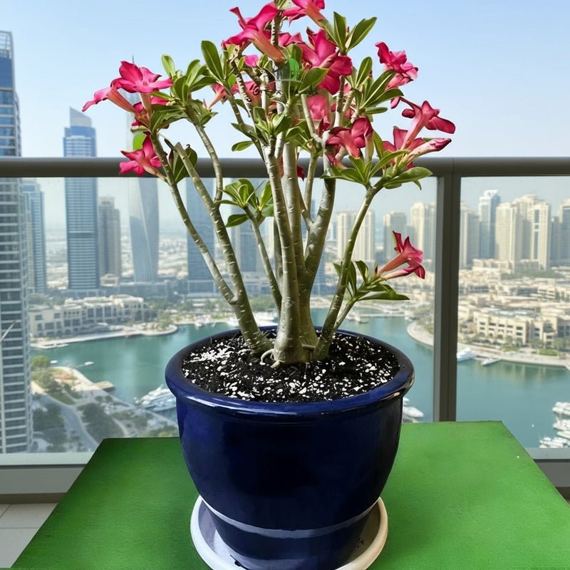 Adenium obesum Or Desert Rose in Rolled Rim Pot (58x43) وردة الصحراء XL