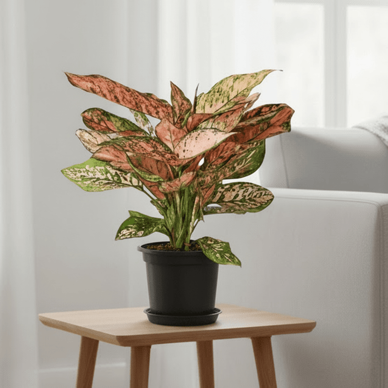 Aglonema sp ( Lady Valentine) - Image 3