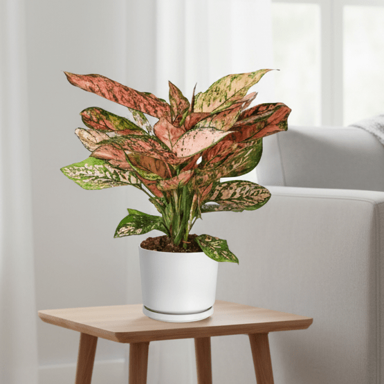 Aglonema sp ( Lady Valentine)