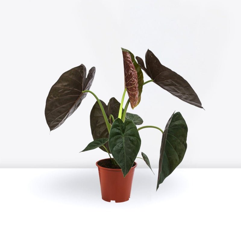 Alocasia Wentii "Hardy Elephant's Ear" 30-40cm - Image 2