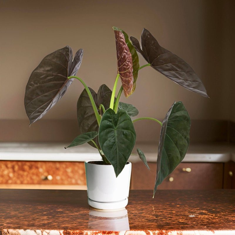 Alocasia Wentii "Hardy Elephant's Ear" 30-40cm
