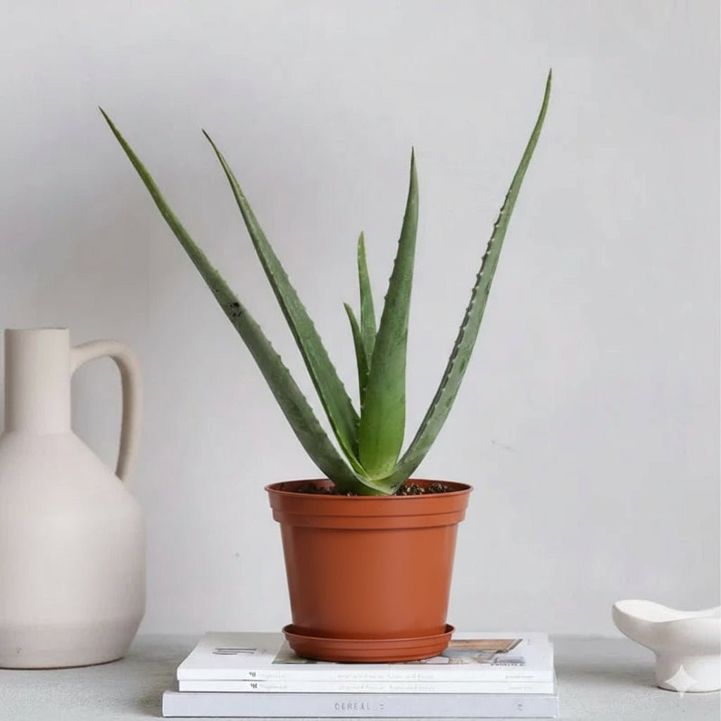 Aloe vera "Indoor" or Medicina Aloe 25-30cm الألوة فيرا - Image 3