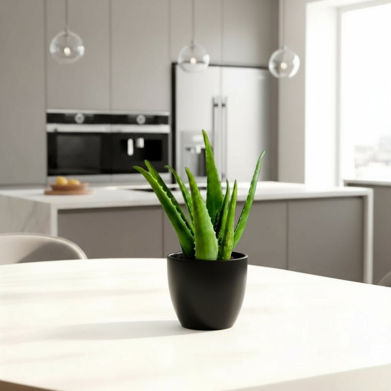 Aloe vera "Indoor" or Medicina Aloe 25-30cm الألوة فيرا