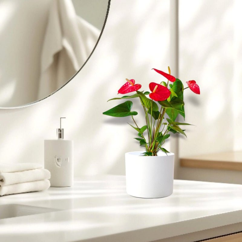 Andreanum or The Flamingo Flower