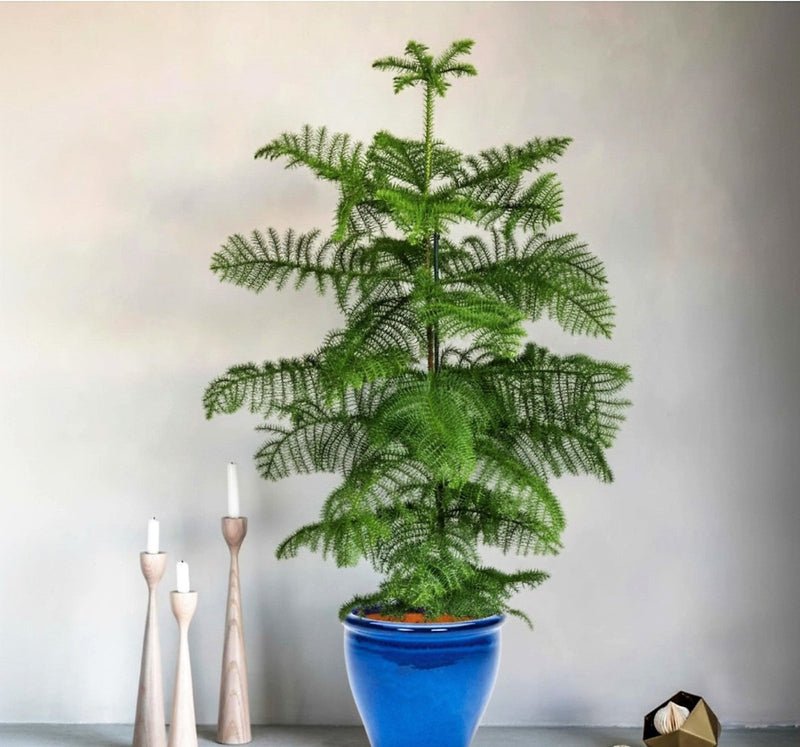 Araucaria Heterophylla Indoor "Norfolk Island Pine" - Image 6