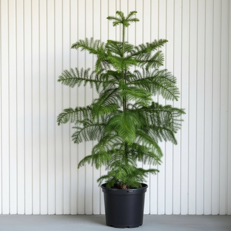 Araucaria Heterophylla Indoor "Norfolk Island Pine" - Image 5