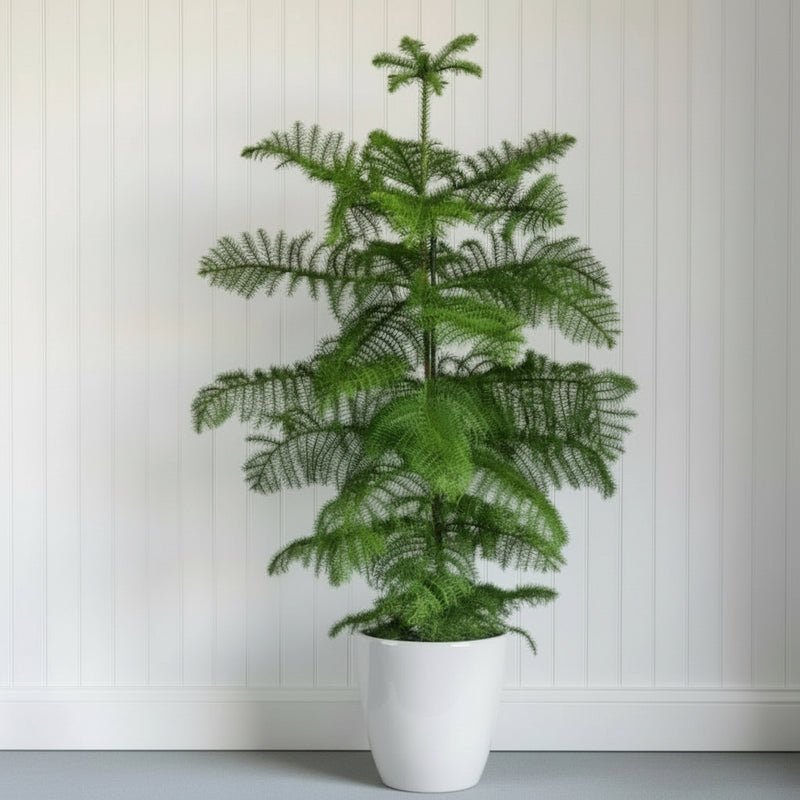 Araucaria Heterophylla Indoor "Norfolk Island Pine" - Image 2