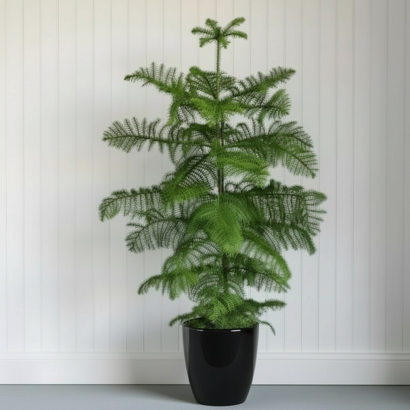 Araucaria Heterophylla Indoor "Norfolk Island Pine" - Image 7