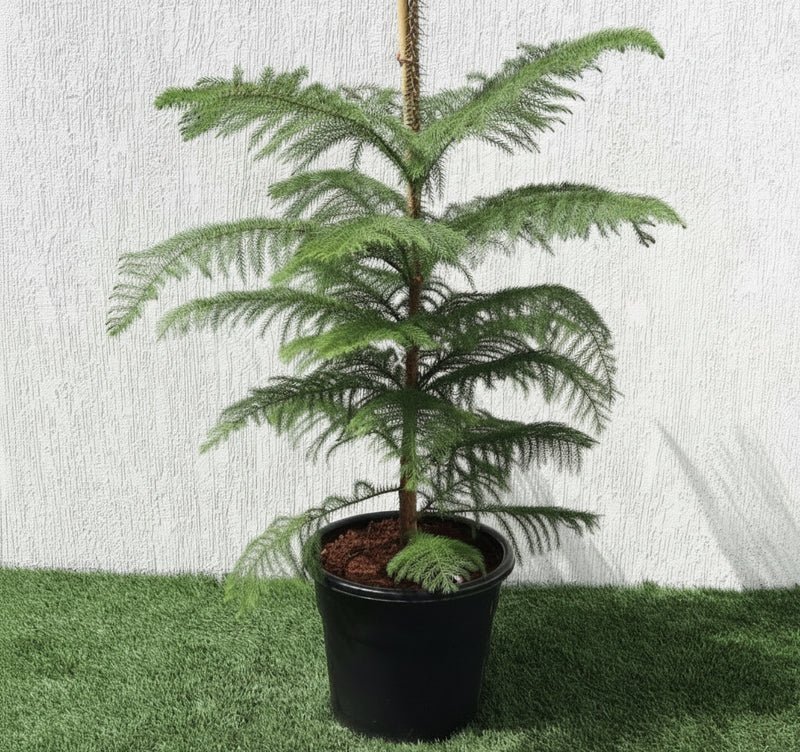 Araucaria Heterophylla Indoor "Norfolk Island Pine" - Image 4