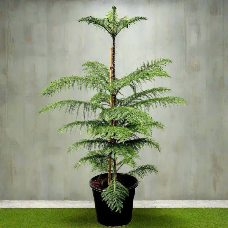 Araucaria Heterophylla Indoor "Norfolk Island Pine" - Image 3