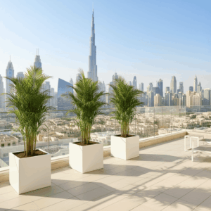 Areca Palm in Grp 40x40 White Square Pot 1.5-2.0m (outdoor)