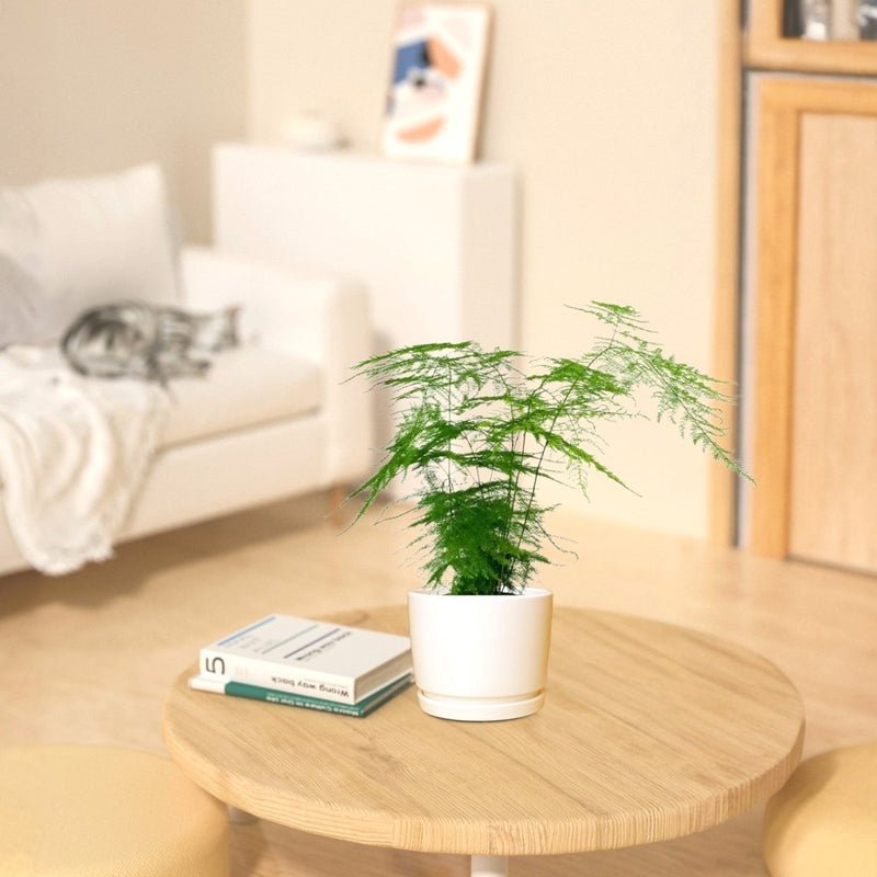 Asparagus Setaceus (20-30 cm) - Image 3