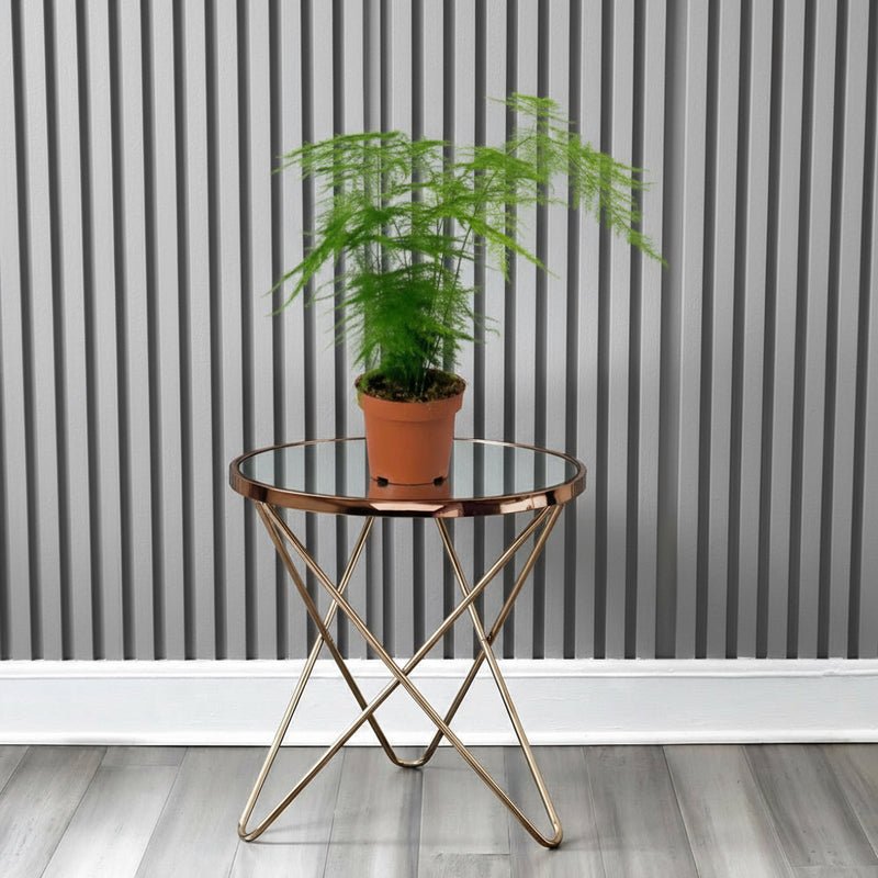 Asparagus Setaceus (20-30 cm) - Image 5