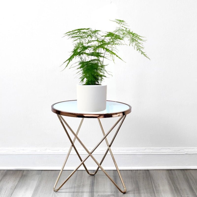 Asparagus Setaceus (20-30 cm) - Image 6