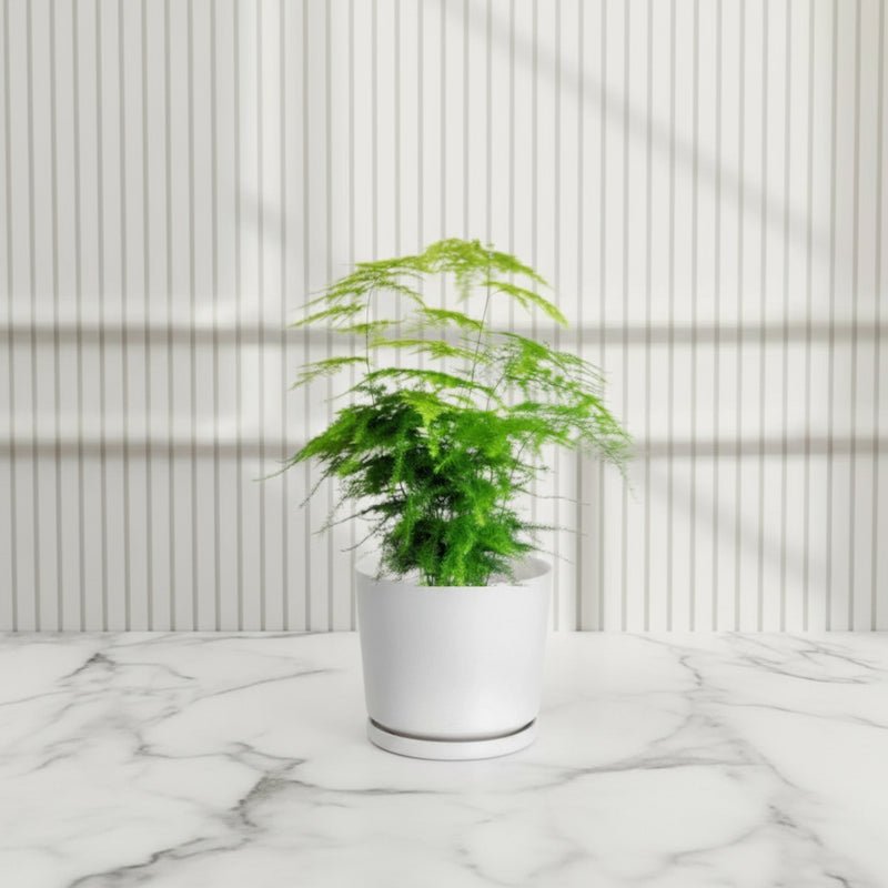 Asparagus Setaceus (20-30 cm) - Image 4