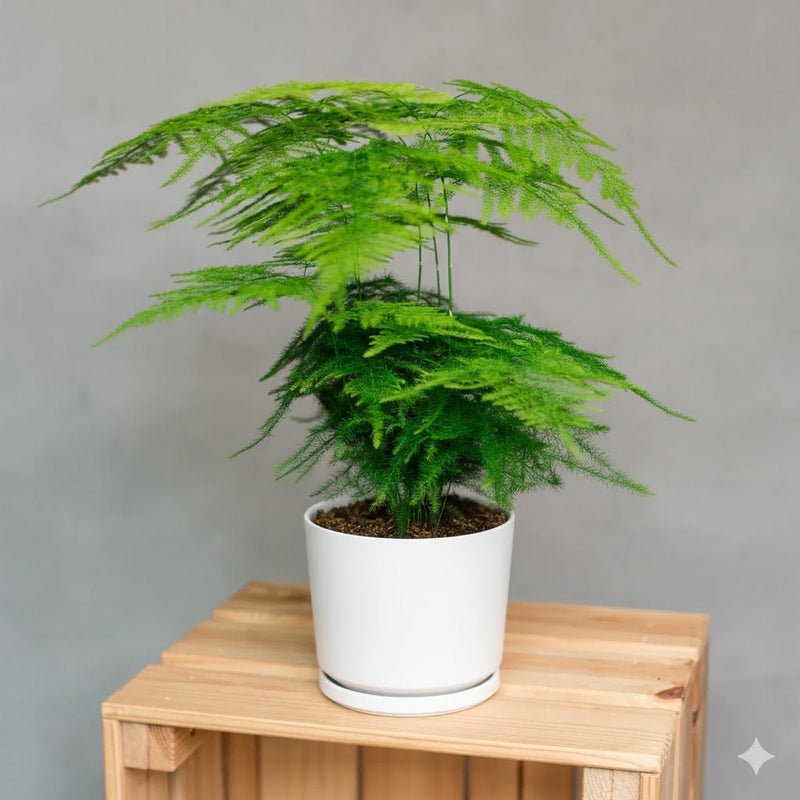 Asparagus Setaceus (20-30 cm) - Image 2