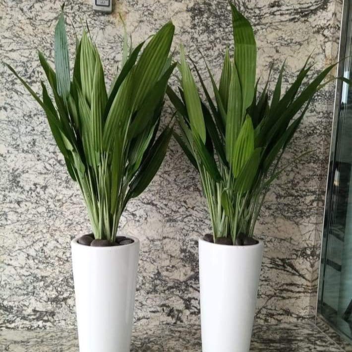 ASPIRADAS Bundle 1m to 1.2m Set of 2 Plants in Ceramic pots - Image 2