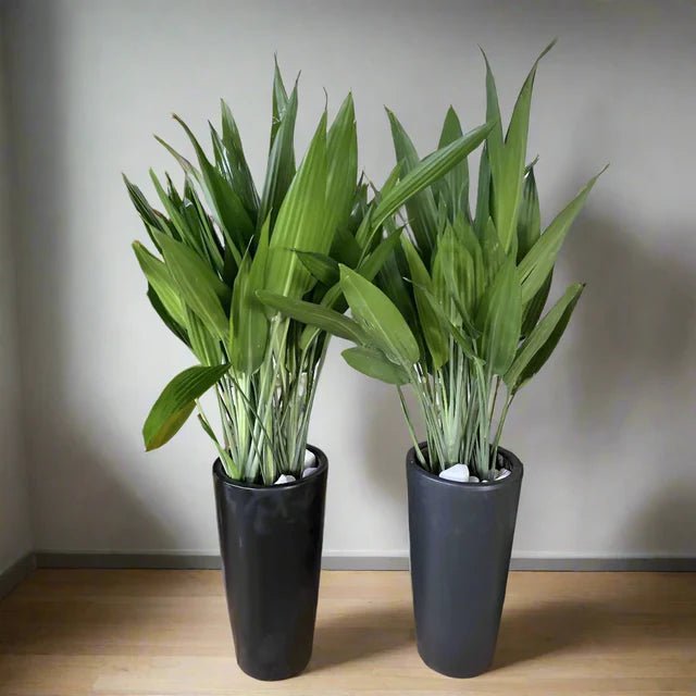 ASPIRADAS Bundle 1m to 1.2m Set of 2 Plants in Ceramic pots - Image 3