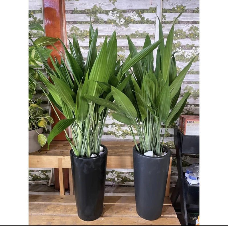 ASPIRADAS Bundle 1m to 1.2m Set of 2 Plants in Ceramic pots - Image 4