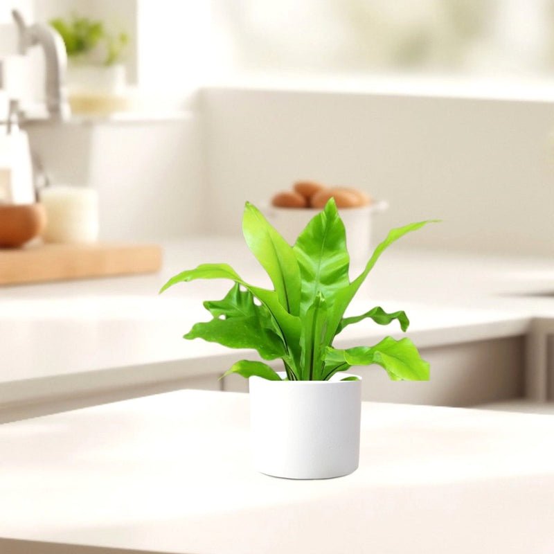 Asplenium Nidus or Bird's Nest Fern 30-40cm spread