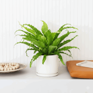 Asplenium Nidus or Bird's Nest Fern 50-60cm spread