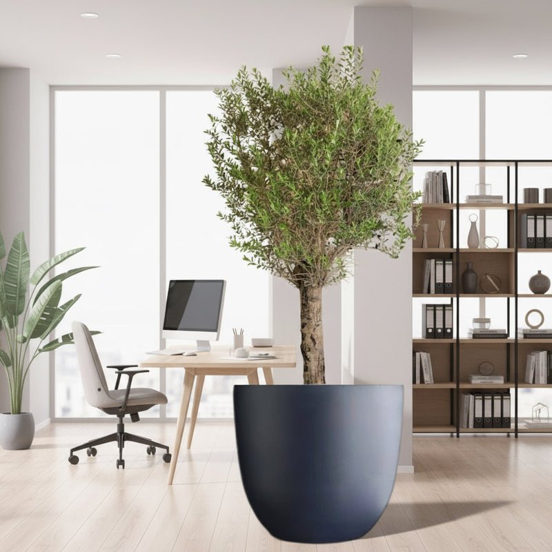 Big Olive 1.5 to 2m Gray Fiber Pot Greensouq Special شجرة زيتون(Pot Size = 56cm Height /73cm Dia)