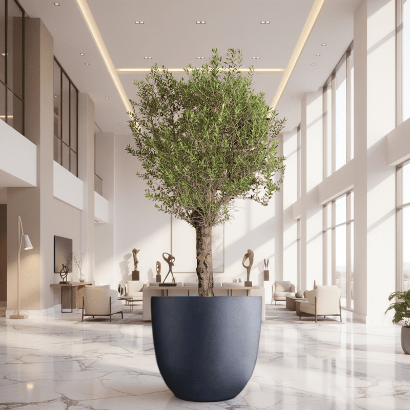 Big Olive 1.5 to 2m Gray Fiber Pot Greensouq Special شجرة زيتون(Pot Size = 56cm Height /73cm Dia) - Image 3