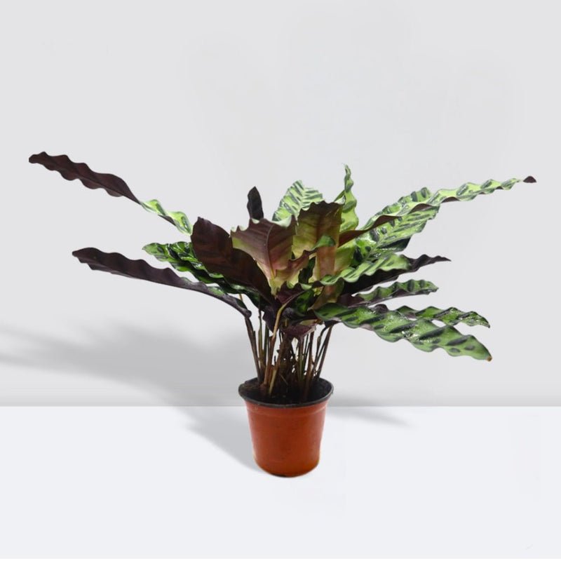 Calathea Lancifolia (Rattlesnake Plant)-30cm - Image 3