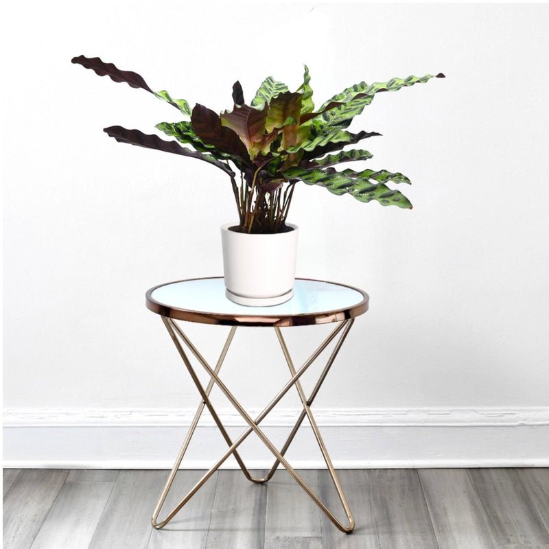 Calathea Lancifolia (Rattlesnake Plant)-30cm - Image 5