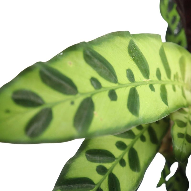 Calathea Lancifolia (Rattlesnake Plant)-30cm - Image 4
