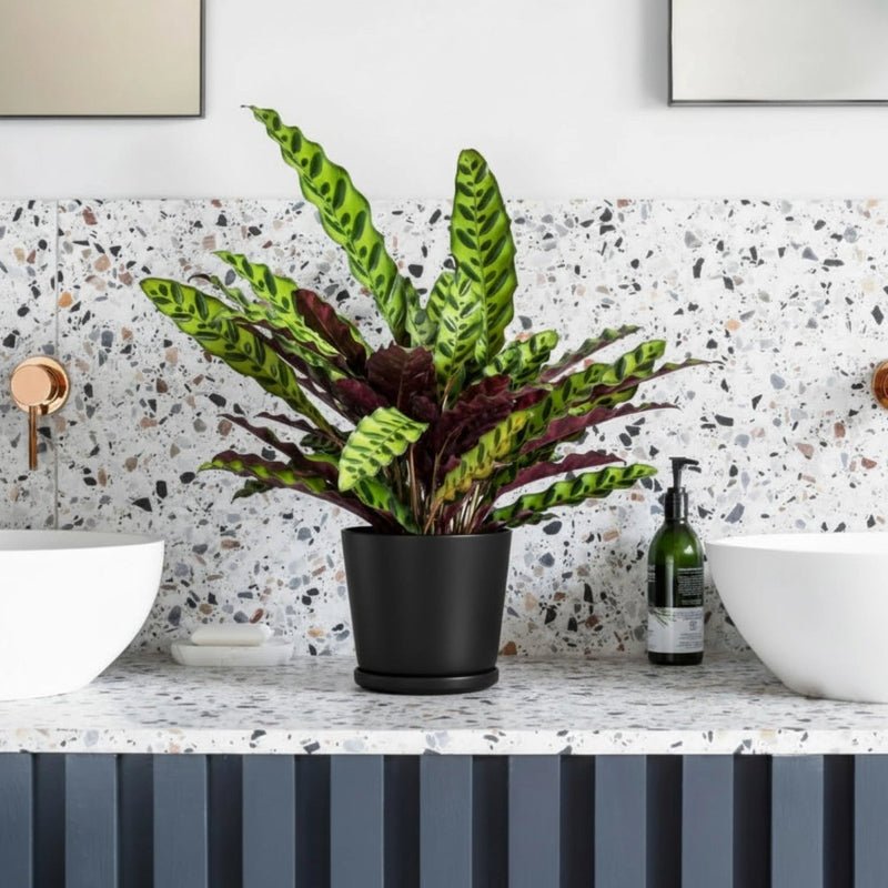 Calathea Lancifolia (Rattlesnake Plant)-30cm - Image 2