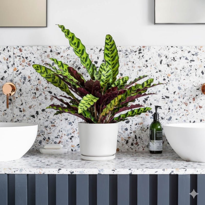 Calathea Lancifolia (Rattlesnake Plant)-30cm