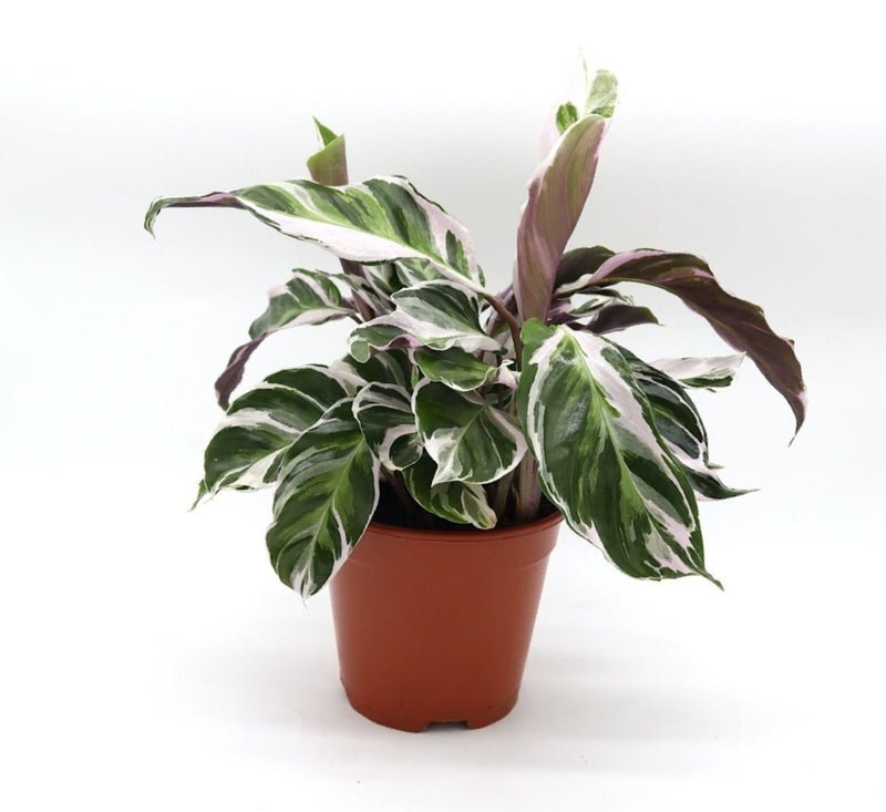 Calathea Leitzei "Fusion White" 25-30cm - Image 4