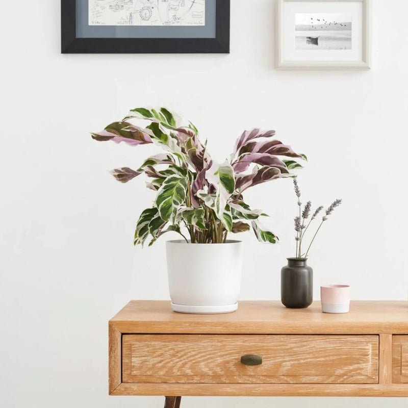 Calathea Leitzei "Fusion White" 25-30cm