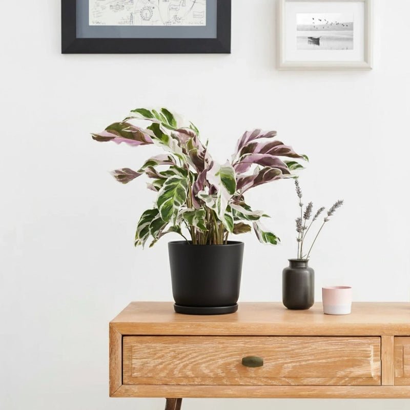 Calathea Leitzei "Fusion White" 25-30cm - Image 2