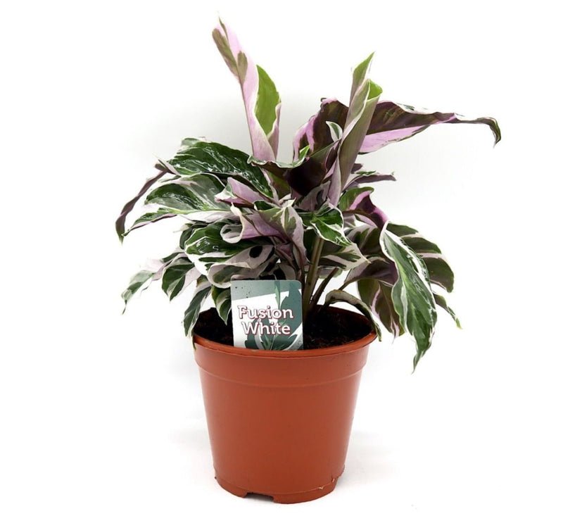 Calathea Leitzei "Fusion White" 25-30cm - Image 3