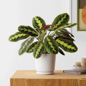 Calathea Prayer Plants