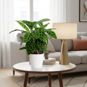 Calathea zebrina "Zebra Plant" 20-25cm