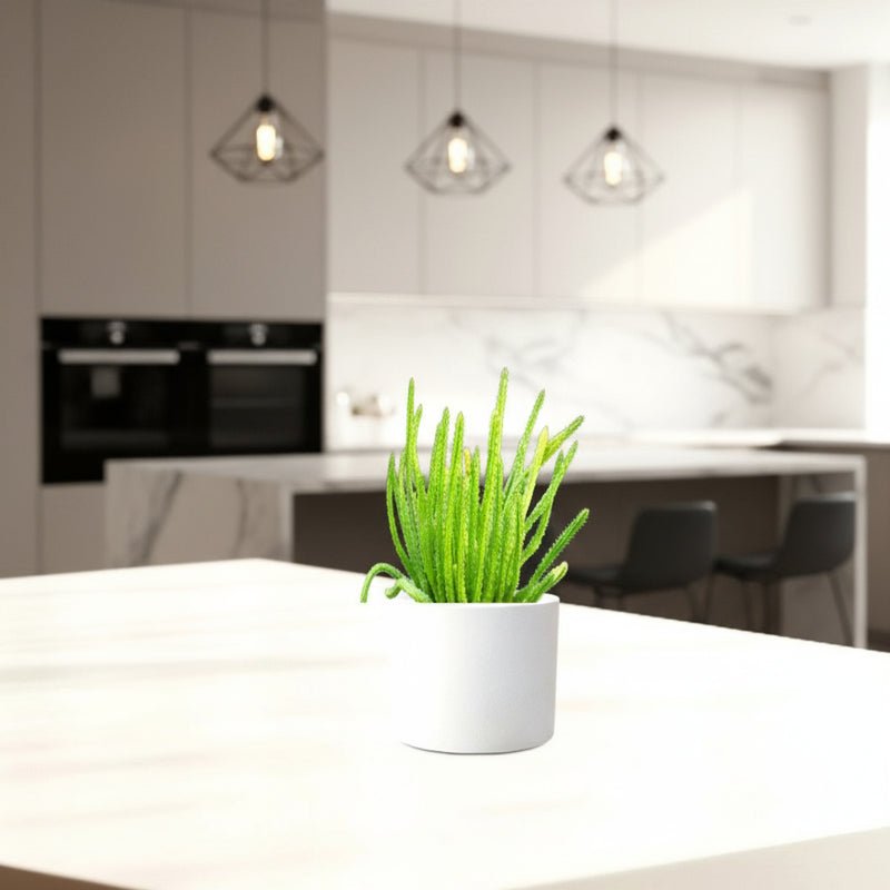 Caralluma Cactus "Caralluma Adscendens"0.2-0.3m