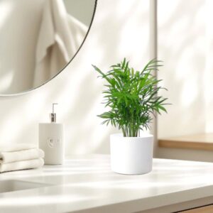 Chamaedorea Elegans, Parlour Palm or Bamboo Palm 20-30cm