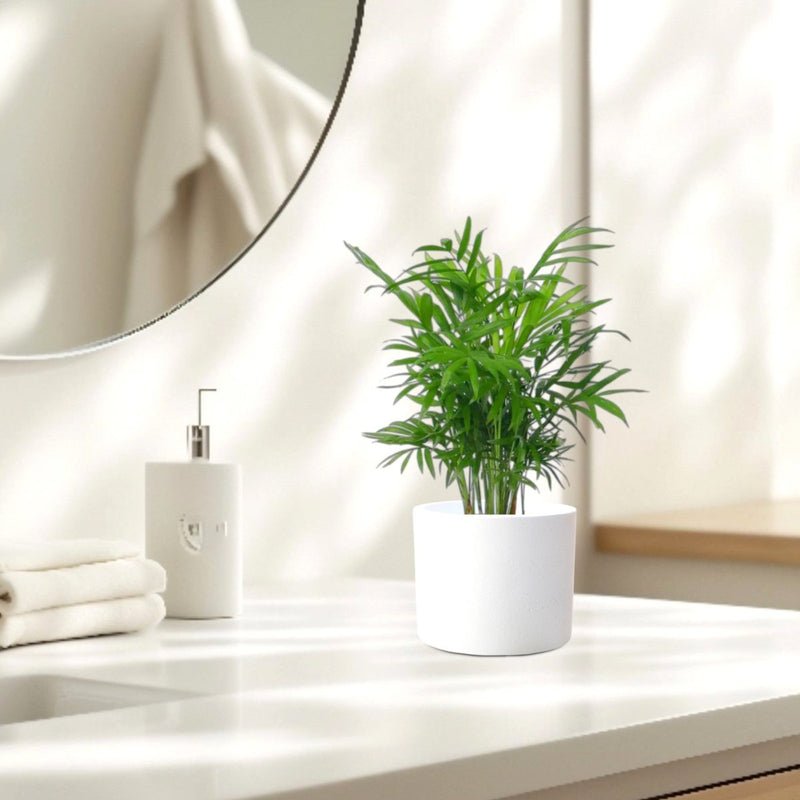 Chamaedorea Elegans, Parlour Palm or Bamboo Palm 20-30cm