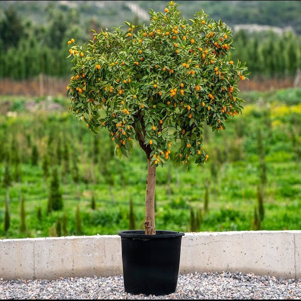 Citrus Fortunella margarita Mature Tree "Kumquat"