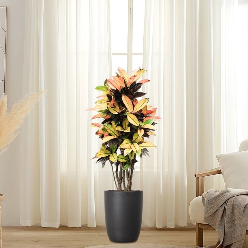 Codiaeum Variegatum (Croton), Mrs Iceton - Image 4