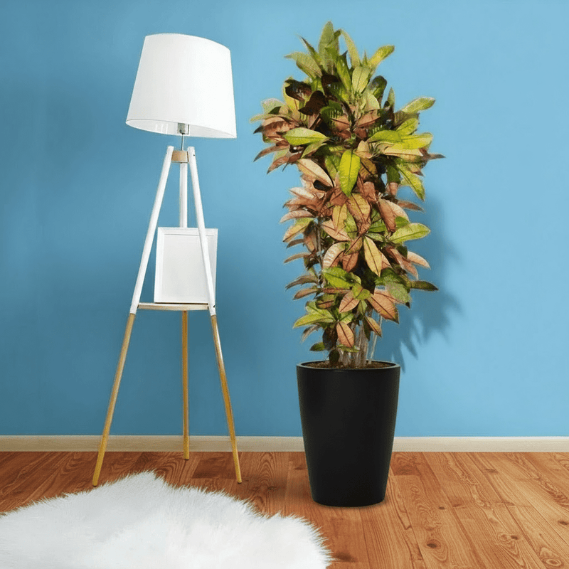 Codiaeum Variegatum (Croton), Mrs Iceton - Image 2