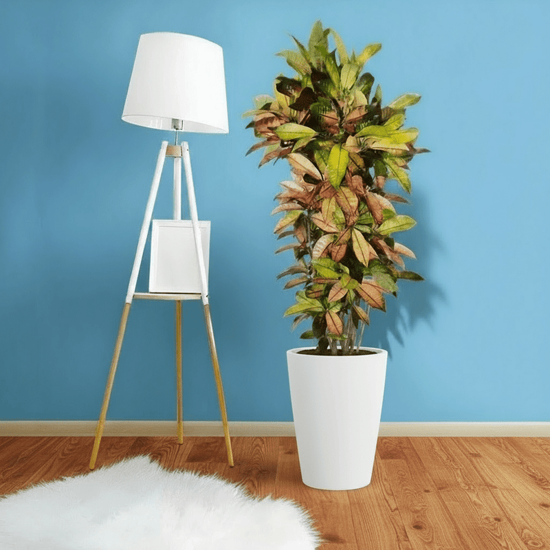 Codiaeum Variegatum (Croton), Mrs Iceton