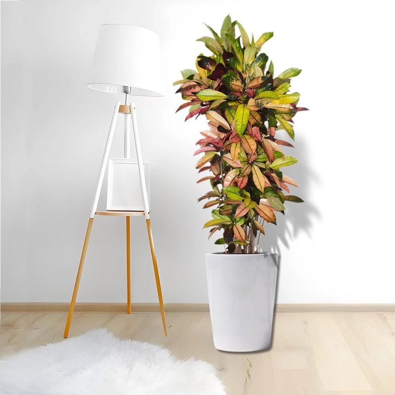 Codiaeum Variegatum (Croton), Mrs Iceton - Image 7