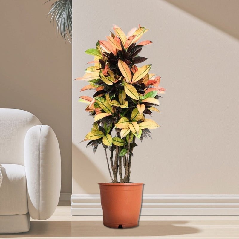 Codiaeum Variegatum (Croton), Mrs Iceton - Image 3